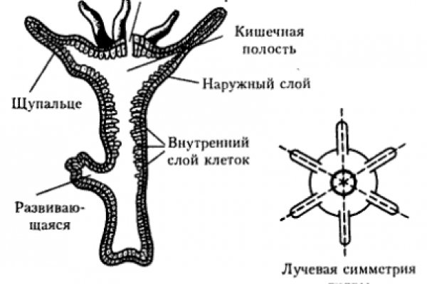 Кракен даркнет store