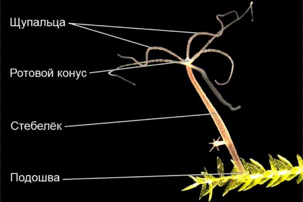 Kraken ссылка на сайт актуальная